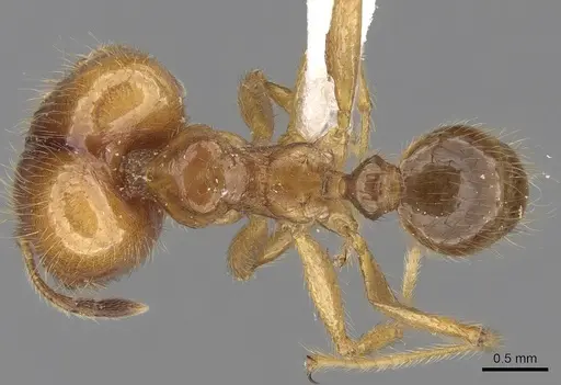 Pheidole havilandi specimen CASENT0281718 image casent0281718_1