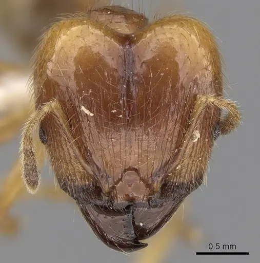 Pheidole havilandi specimen CASENT0281718 image casent0281718_2