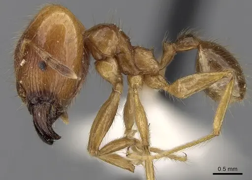 Pheidole havilandi specimen CASENT0281718 image casent0281718_3