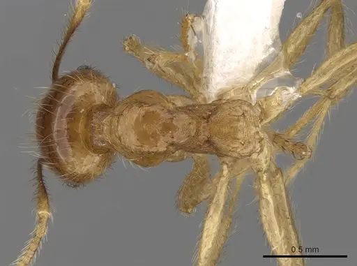 Pheidole havilandi specimen CASENT0281719 image casent0281719_1