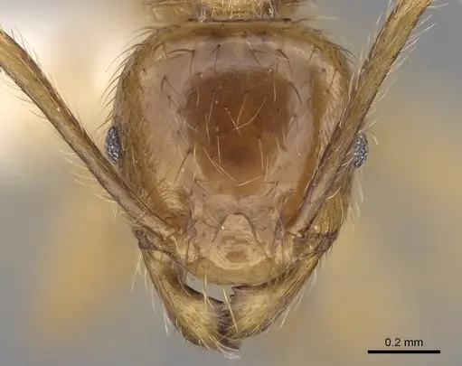 Pheidole havilandi specimen CASENT0281719 image casent0281719_2