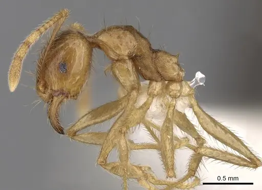 Pheidole havilandi specimen CASENT0281719 image casent0281719_3