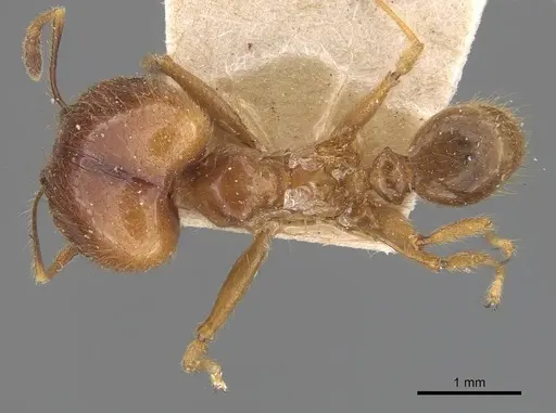 Pheidole havilandi specimen CASENT0907883 image casent0907883_1