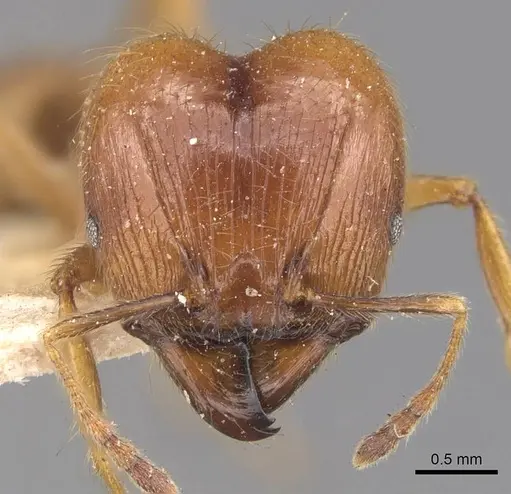 Pheidole havilandi specimen CASENT0907883 image casent0907883_2