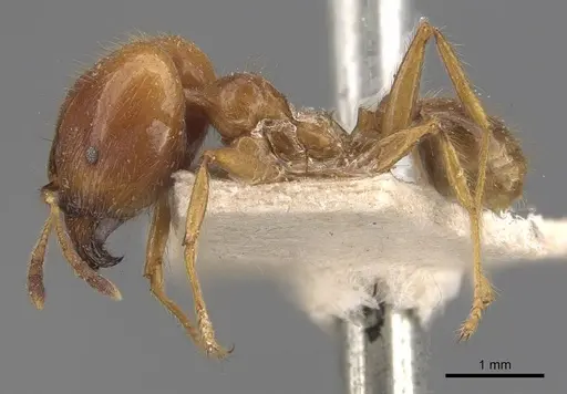 Pheidole havilandi specimen CASENT0907883 image casent0907883_3