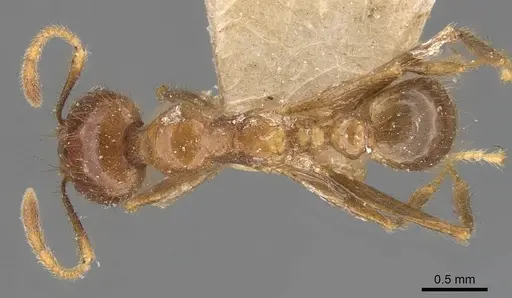 Pheidole havilandi specimen CASENT0907884 image casent0907884_1
