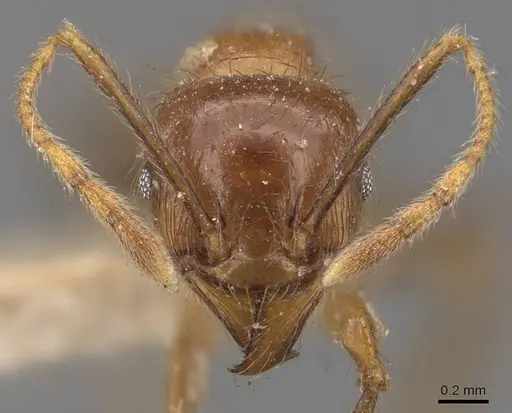 Pheidole havilandi specimen CASENT0907884 image casent0907884_2