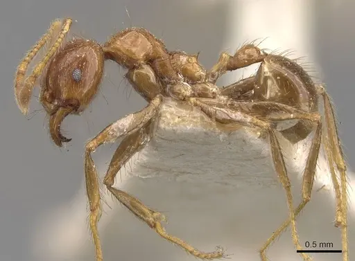 Pheidole havilandi specimen CASENT0907884 image casent0907884_3