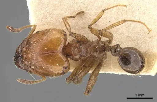 Pheidole havilandi specimen CASENT0907885 image casent0907885_1