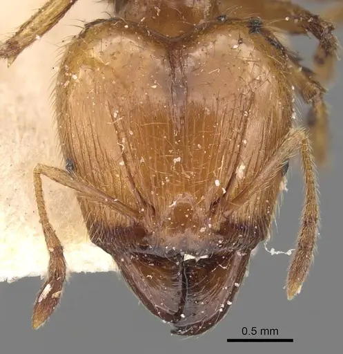 Pheidole havilandi specimen CASENT0907885 image casent0907885_2