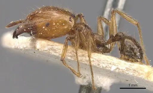 Pheidole havilandi specimen CASENT0907885 image casent0907885_3