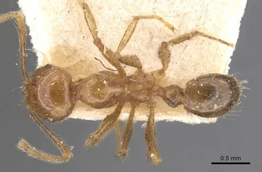Pheidole havilandi specimen CASENT0907886 image casent0907886_1
