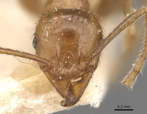 Pheidole havilandi specimen CASENT0907886 image casent0907886_2