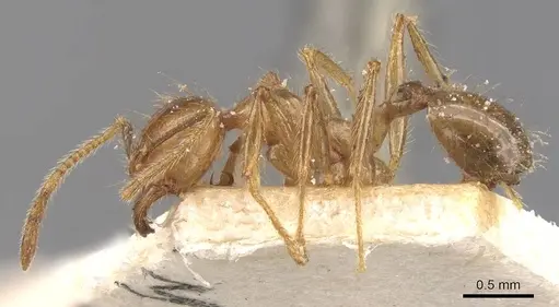 Pheidole havilandi specimen CASENT0907886 image casent0907886_3