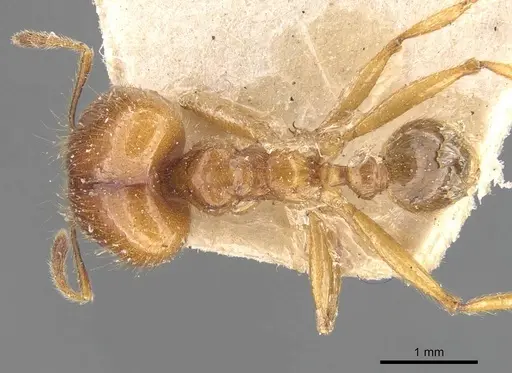 Pheidole havilandi specimen CASENT0907887 image casent0907887_1