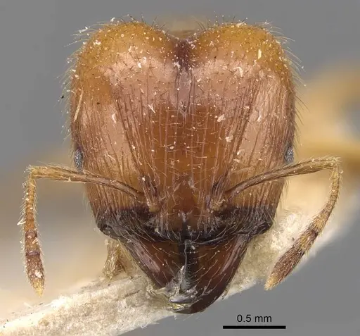 Pheidole havilandi specimen CASENT0907887 image casent0907887_2