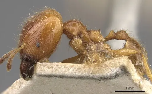 Pheidole havilandi specimen CASENT0907887 image casent0907887_3