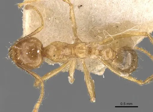 Pheidole havilandi specimen CASENT0907888 image casent0907888_1