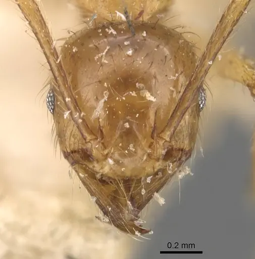 Pheidole havilandi specimen CASENT0907888 image casent0907888_2