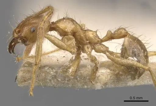 Pheidole havilandi specimen CASENT0907888 image casent0907888_3