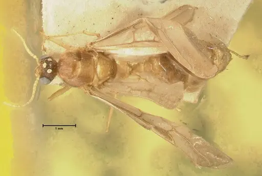 Pheidole havilandi specimen FOCOL1402 image focol1402_1