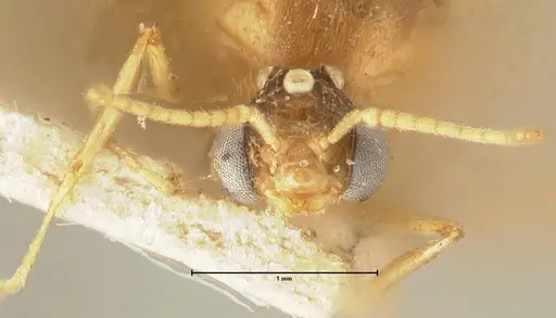Pheidole havilandi specimen FOCOL1402 image focol1402_2