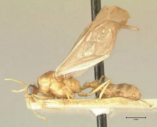 Pheidole havilandi specimen FOCOL1402 image focol1402_3