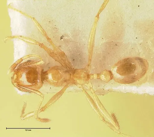 Pheidole havilandi specimen FOCOL1403 image focol1403_1
