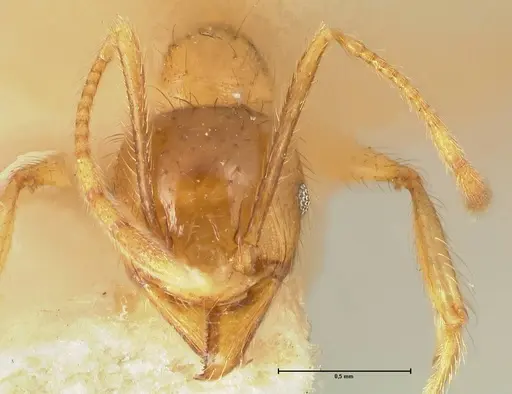 Pheidole havilandi specimen FOCOL1403 image focol1403_2