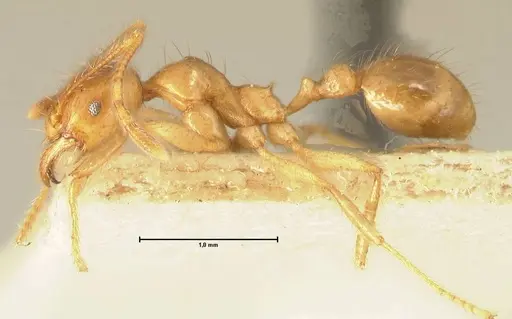 Pheidole havilandi specimen FOCOL1403 image focol1403_3