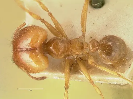 Pheidole havilandi specimen FOCOL1404 image focol1404_1