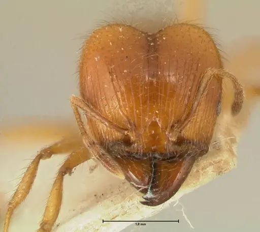 Pheidole havilandi specimen FOCOL1404 image focol1404_2