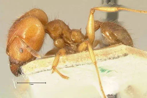 Pheidole havilandi specimen FOCOL1404 image focol1404_3