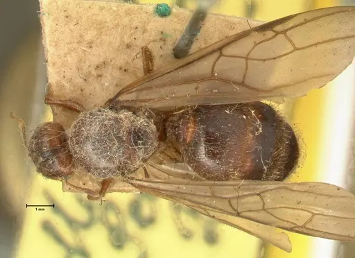 Pheidole havilandi specimen FOCOL1405 image focol1405_1