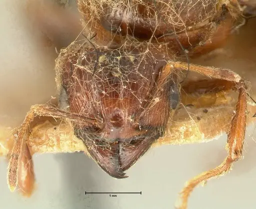 Pheidole havilandi specimen FOCOL1405 image focol1405_2