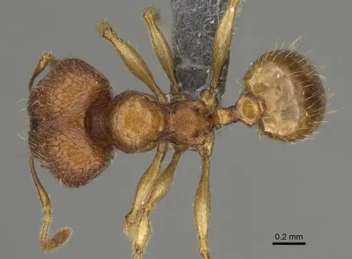 Pheidole havoana specimen CASENT0704280 image casent0704280_1