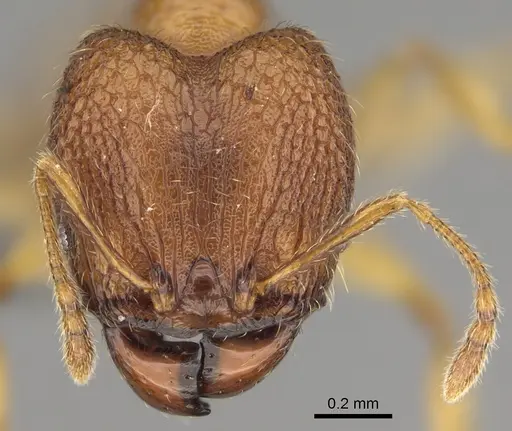 Pheidole havoana specimen CASENT0704280 image casent0704280_2