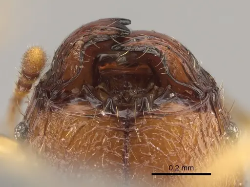 Pheidole havoana specimen CASENT0704280 image casent0704280_3