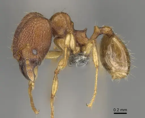 Pheidole havoana specimen CASENT0704280 image casent0704280_4
