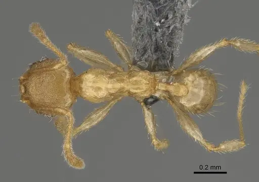 Pheidole havoana specimen CASENT0704316 image casent0704316_1