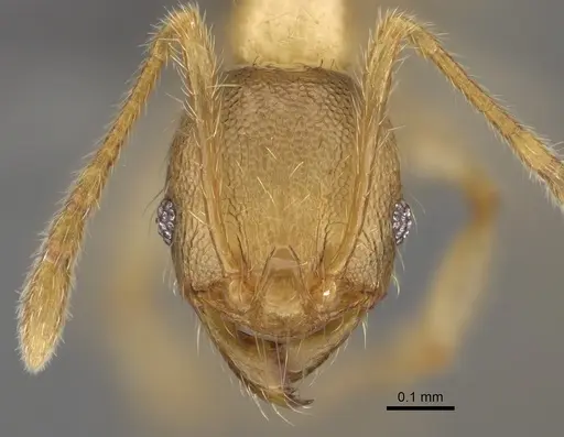 Pheidole havoana specimen CASENT0704316 image casent0704316_2