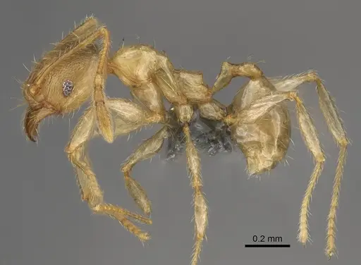 Pheidole havoana specimen CASENT0704316 image casent0704316_3