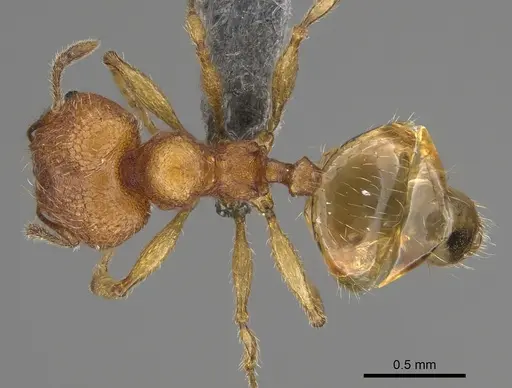 Pheidole havoana specimen CASENT0704317 image casent0704317_1