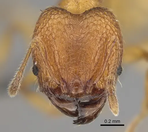 Pheidole havoana specimen CASENT0704317 image casent0704317_2