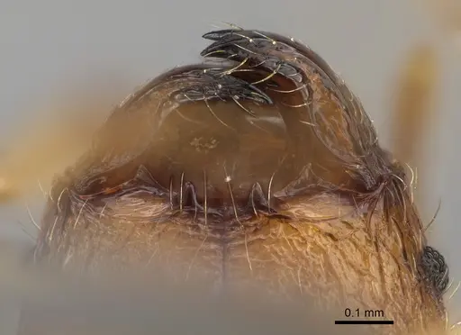 Pheidole havoana specimen CASENT0704317 image casent0704317_3