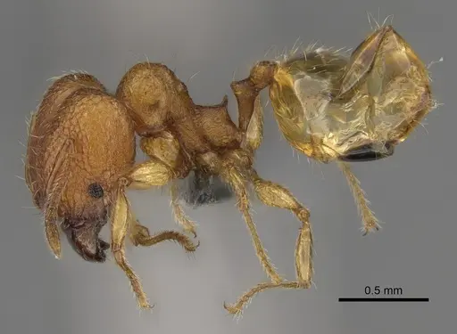 Pheidole havoana specimen CASENT0704317 image casent0704317_4
