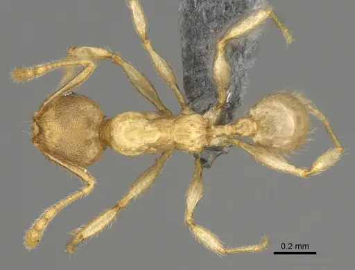 Pheidole havoana specimen CASENT0923290 image casent0923290_1