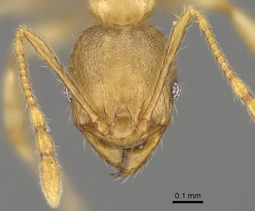 Pheidole havoana specimen CASENT0923290 image casent0923290_2