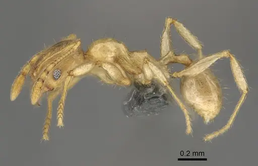 Pheidole havoana specimen CASENT0923290 image casent0923290_3