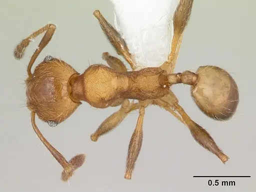 Pheidole haywardi specimen CASENT0178030 image casent0178030_1